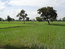 Rizsföldek Maha Sarakham közelében