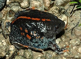 Burrowing Toad (Rhinophrynus dorsalis), Tamaulipas, Mexico