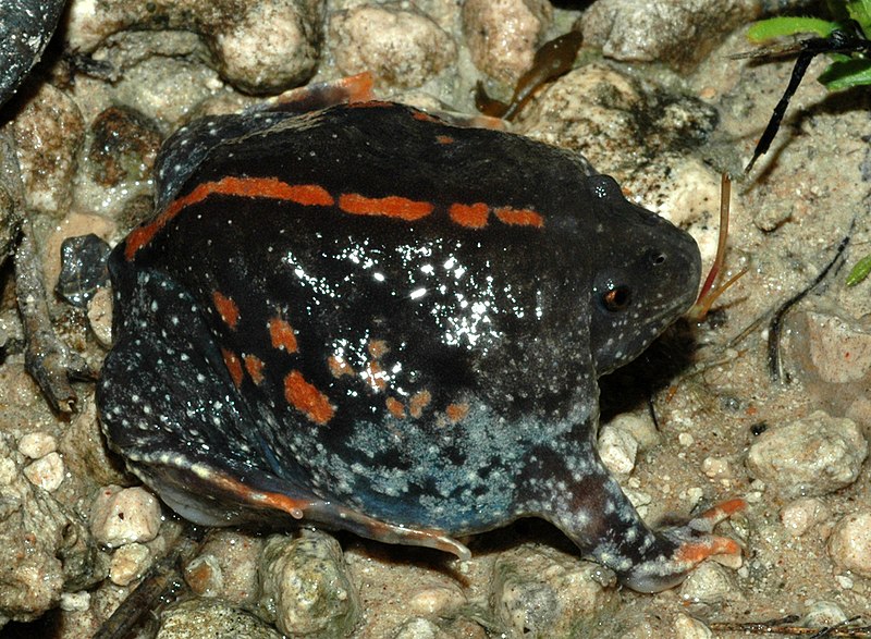 File:Rhinophrynus dorsalis, Burrowing Toad, Tamaulipas (cropped).jpg