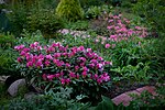 Миниатюра для Файл:Rhododendron-'Ken-Janeck'2.jpg