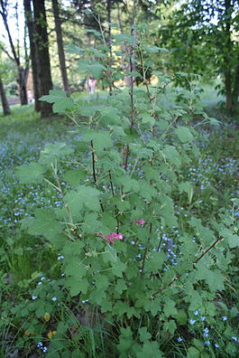 Ribes sanguineum in Botanical garden, Minsk 03.JPG