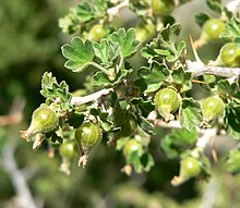 Ribes velutinum 5.jpg