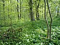 In spring, the forest floor is completely covered by ramson.