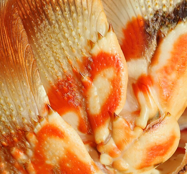 File:Rock Lobster Shell Cooked 6412.jpg