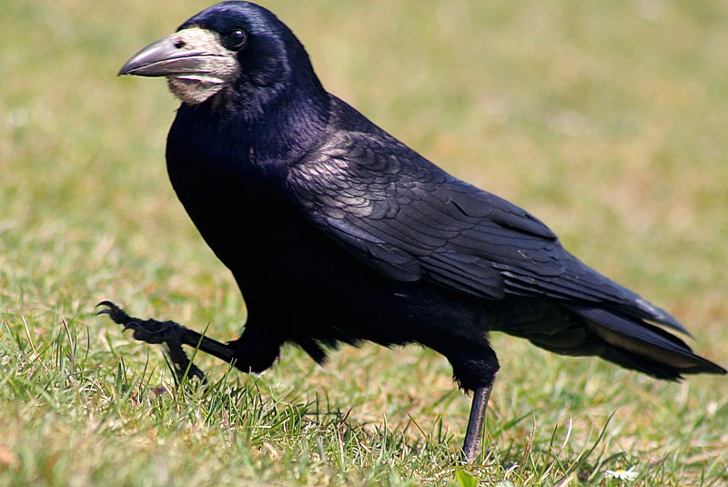 The Rooks (Corvus frugilegus) Information