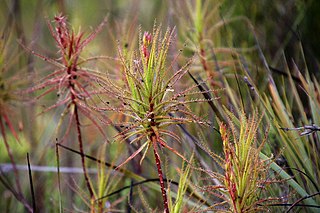 <i>Roridula gorgonias</i> Gorgons dewstick is an insect catching endemic shrub in the family Roridulaceae from South Africa