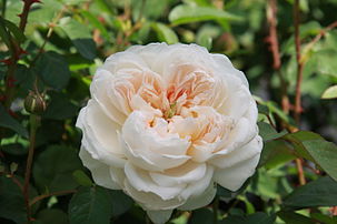 'Glamis Castle', Austin 1992 'Graham Thomas' × 'Mary Rose'