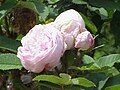 Миниатюра для Rosa 'Rose Edouard'