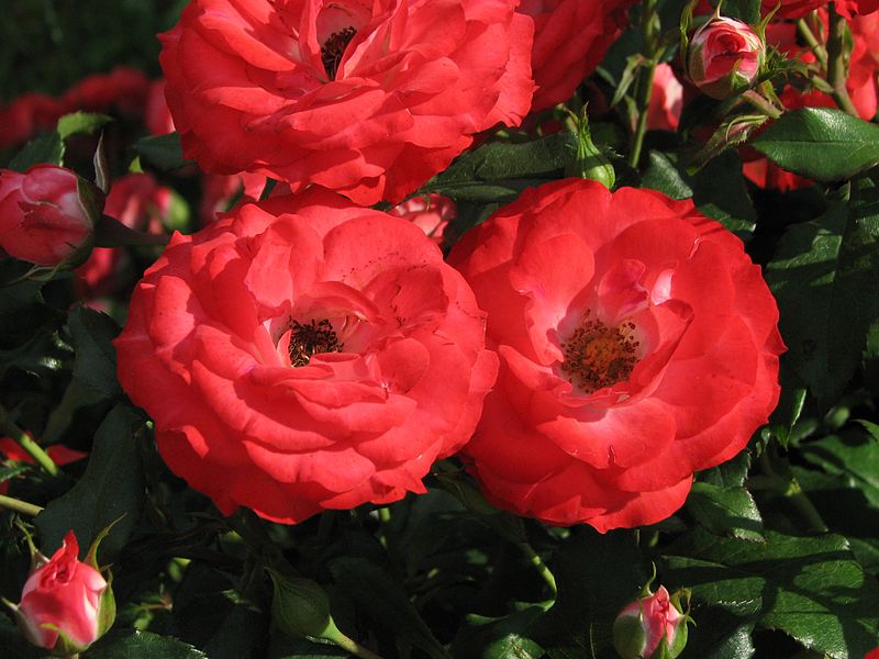 File:Rosa 'Planten un Blomen' 01.jpg