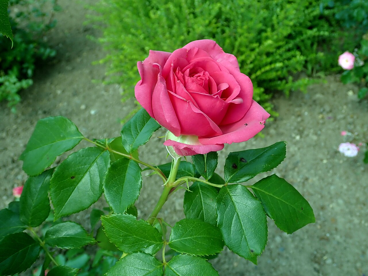 File:Balisto Rosa einzeln.jpg - Wikimedia Commons