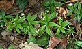 Растение на Rubia peregrina