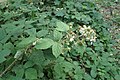 Rubus Bavaricus