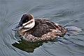 Female; Lake Merritt, Oakland, CA, USA