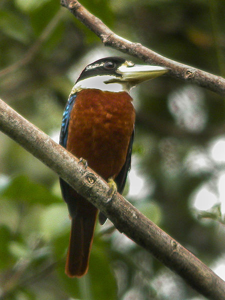 File:Rufous-bellied Kookaburra Papua NG (16130579410).jpg