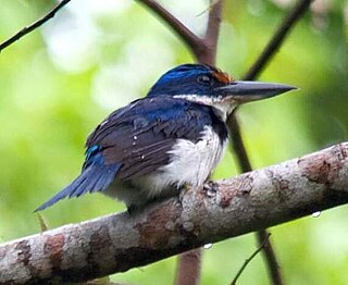 <span class="mw-page-title-main">Rufous-lored kingfisher</span> Species of bird