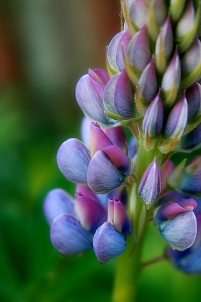 File:Russell Lupins (1417162438).jpg