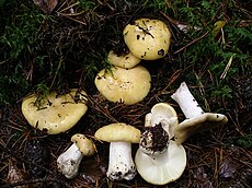 Auksiškoji ūmėdė (Russula claroflava)