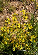 Miniatura para Ruta angustifolia