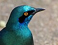 Thumbnail for Greater blue-eared starling