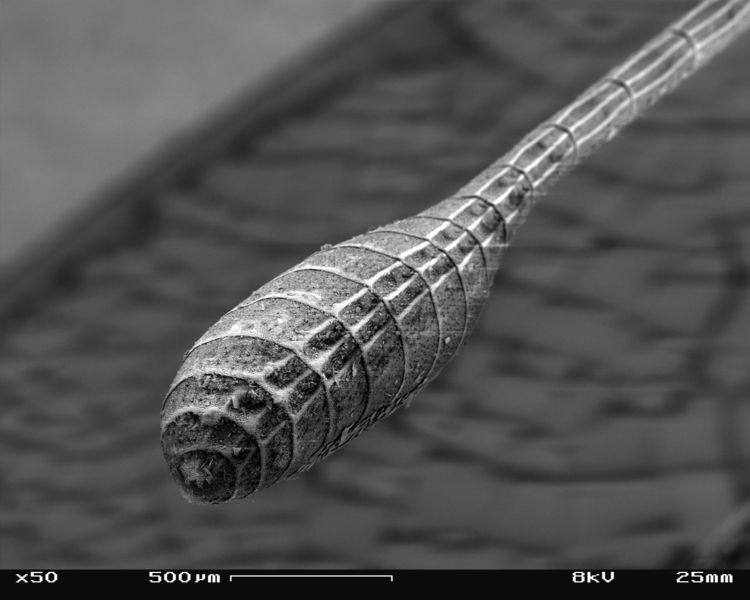 File:SEM image of a Peacock antenna tip, slant view 1.JPG