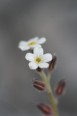 SP106596 Myosotis australis subsp. australis R.Br. WELT Te Papa 1697080 465630.jpg