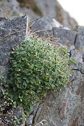 Plant just past flowering growing on rock