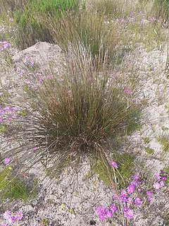 <i>Schoenus arenicola</i> Species of grass-like plant