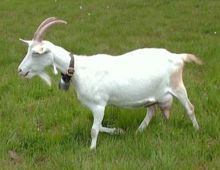 a short-haired white nanny goat on grass