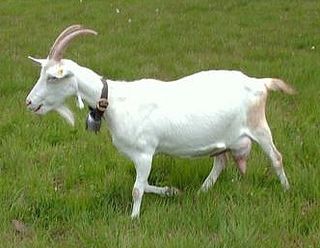 Saanen goat goat breed