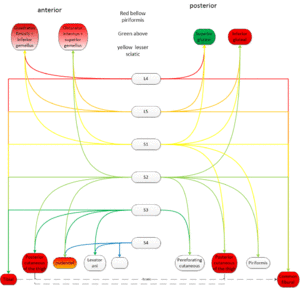 Sacral plexus.gif