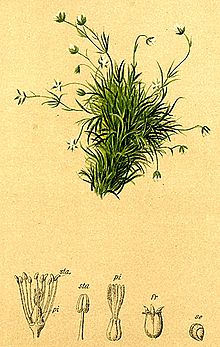 Sagina saginoides Atlas Alpenflora.jpg