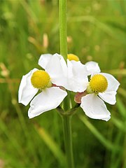 花序の下部につく雌花。