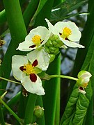 Sagittaria montevidensis[en]*