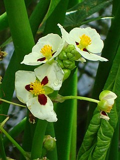 <i>Sagittaria montevidensis</i> Species of plant
