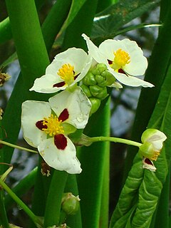 <i>Sagittaria montevidensis</i> species of plant