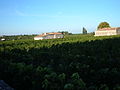 Vineyards