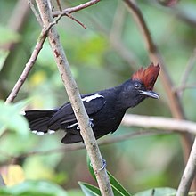 Sakesphorus luctuosus - lesklý antshrike.JPG