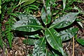 Goodyera fumata