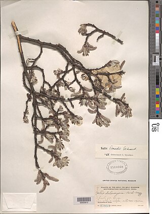 <i>Salix ernestii</i> Salix ernestii common name