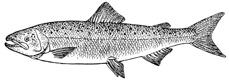File:Salmon (PSF).png
