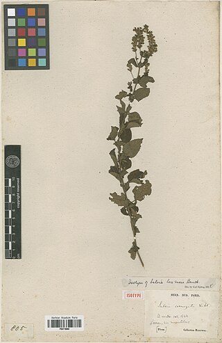 <i>Salvia loxensis</i> Species of flowering plant