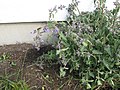 Miniatuur voor Bestand:Salvia verticillata 15-p.bot-salvi.verti-2.jpg