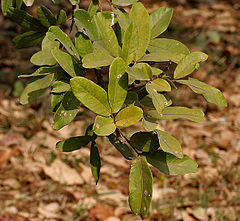Sapindus emarginatus in Hyderabad W IMG 4650.jpg