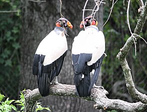 Sarcoramphus papa -Audubon Zoo-8a.jpg