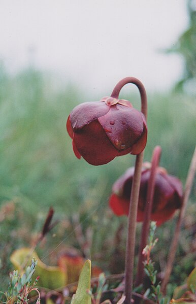 File:Sarracenia purpurea juillet 1996.jpg