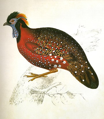 Tragopan satyre