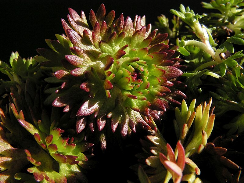 File:Saxifraga × arendsii20140401 14.jpg