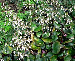 Saxifraga stolonifera Harvest Moon 1.jpg