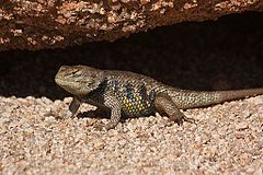 Description de l'image Sceloporus uniformis - Yellow-backed Spiny Lizard (10721075674).jpg.