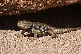 Sceloporus uniformis - Yellow-backed Spiny Lizard (10721075674).jpg